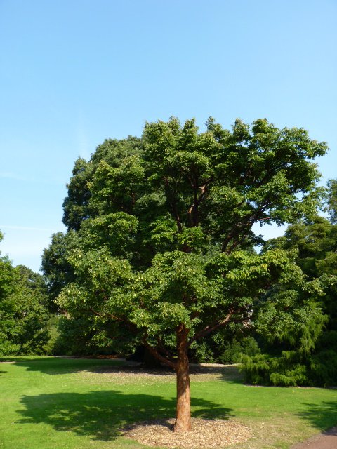 Acer griseum